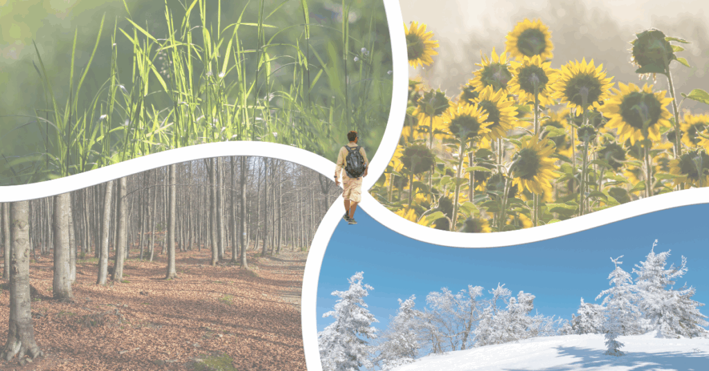 Person walking toward four seasonal landscapes — spring grass, summer sunflowers, autumn forest, and snowy winter — symbolizing emotional resilience through life’s changes.