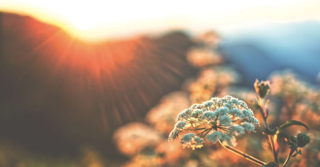 Grace for the Firsts: Navigating New Traditions After Loss -