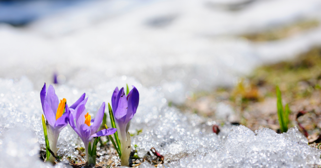 Reflections of Renewal: Cultivating Hope and Purpose in 2026 -