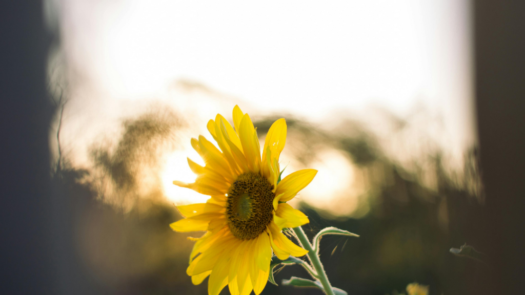 Renewal Is Possible: Moving Forward After Stressful Seasons - Close-up of a bright yellow sunflower against a blurred sunset background with warm, golden light.