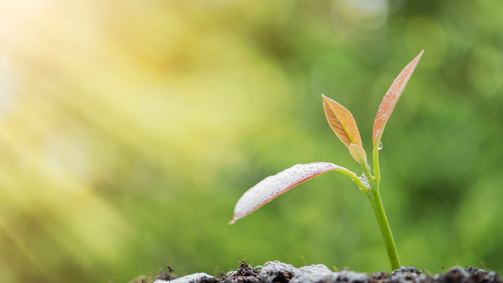 Close-up of a young plant sprouting with dew on its leaves, sunlit greenery in the background.