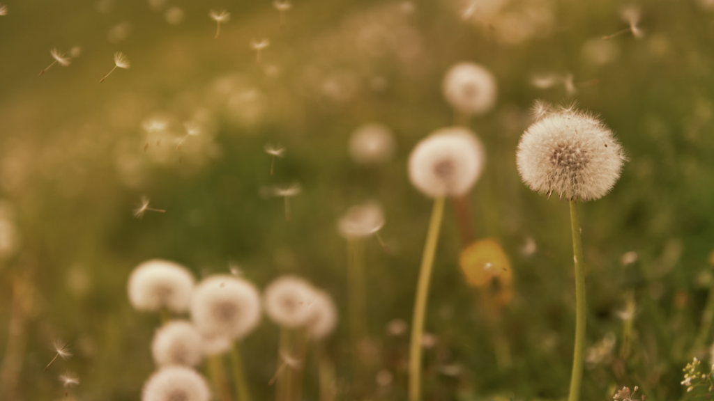 Close-up of dandelion seed heads in a sunlit field, with fluffy seeds drifting away in the breeze.