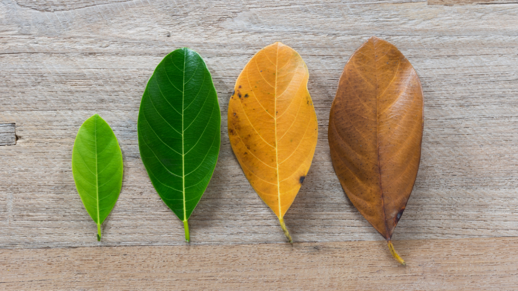 Four leaves in varying colors from bright green to brown arranged in a row on a wooden surface, showing a color progression from spring to autumn.